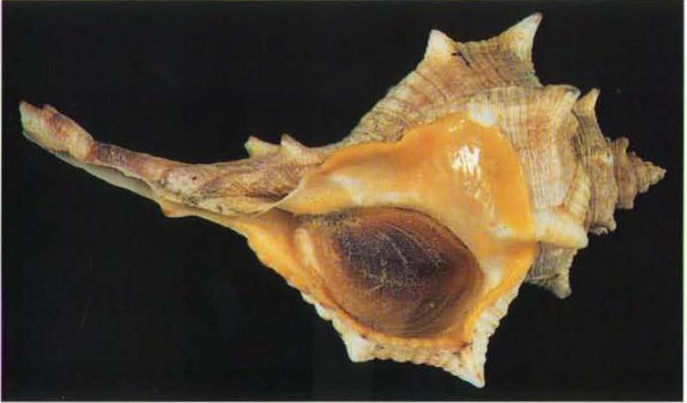 Gehäuse einer Herkuleskeule (Bolinus brandaris), Foto: Tiziano Cossignani, Atlante delle conchiglie del medio Adricatico