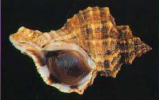 Gehäuse einer Stumpfen Stachelschnecke (Hexaplex trunculus), Fotos: Tiziano Cossignani, Atlante delle conchiglie del medio Adricatico