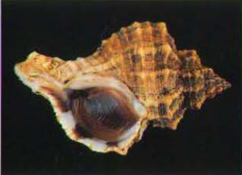 Gehäuse einer Stumpfen Stachelschnecke (Hexaplex trunculus), Fotos: Tiziano Cossignani, Atlante delle conchiglie del medio Adricatico