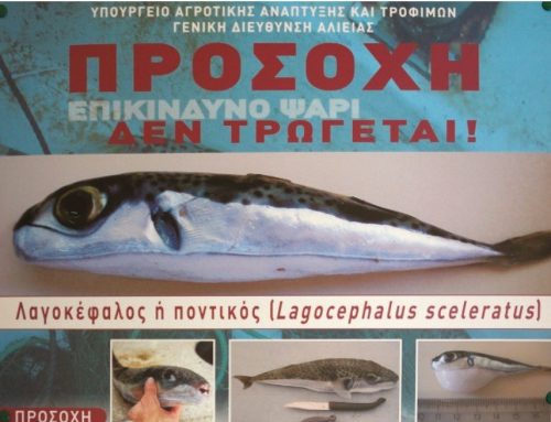 Aufregung in der Adria: Wie giftig ist der Kugelfisch?