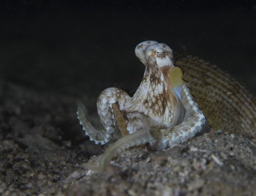 Oktopoden – Eine Insel im Reich der Tiere
