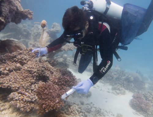 Korallenmedizin und die Zukunft von Korallenriffen