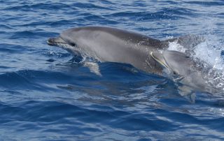Eine Delfinmutter der Art Großer Tümmler (Tursiops truncatus) mit ihrem Kalb.