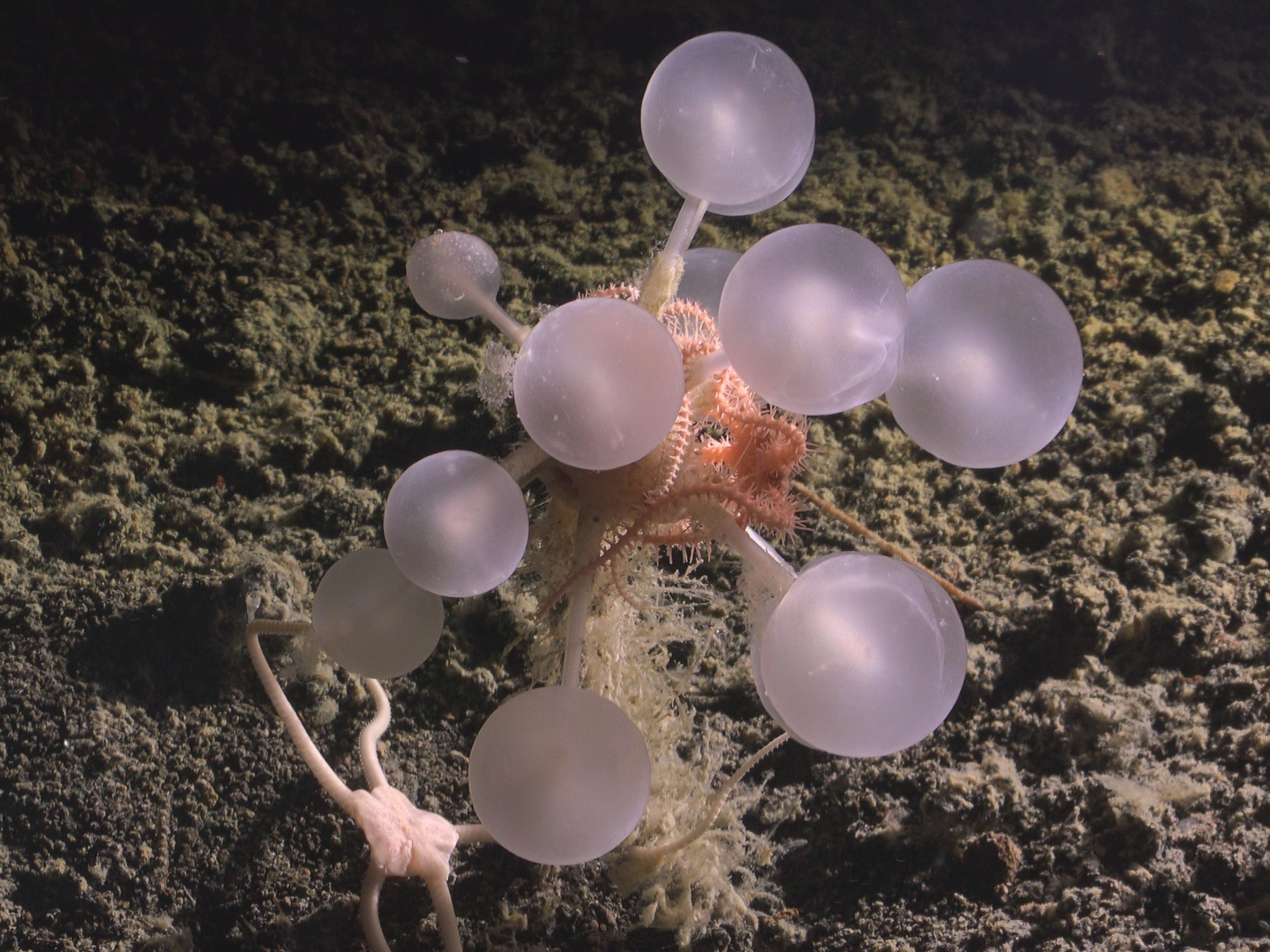 Carnivorous Tree Sponge 43