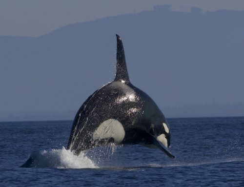 Orcas im Wandel: Was wir von Spezialisten und Generalisten lernen können