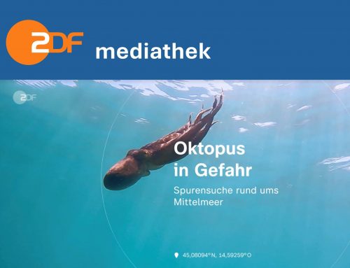 Oktopus in Gefahr: Spurensuche rund ums Mittelmeer