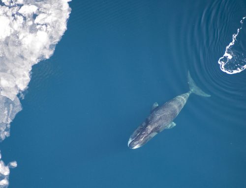 Wie der Grönlandwal den Krebs überlistet und 200 Jahre alt werden kann