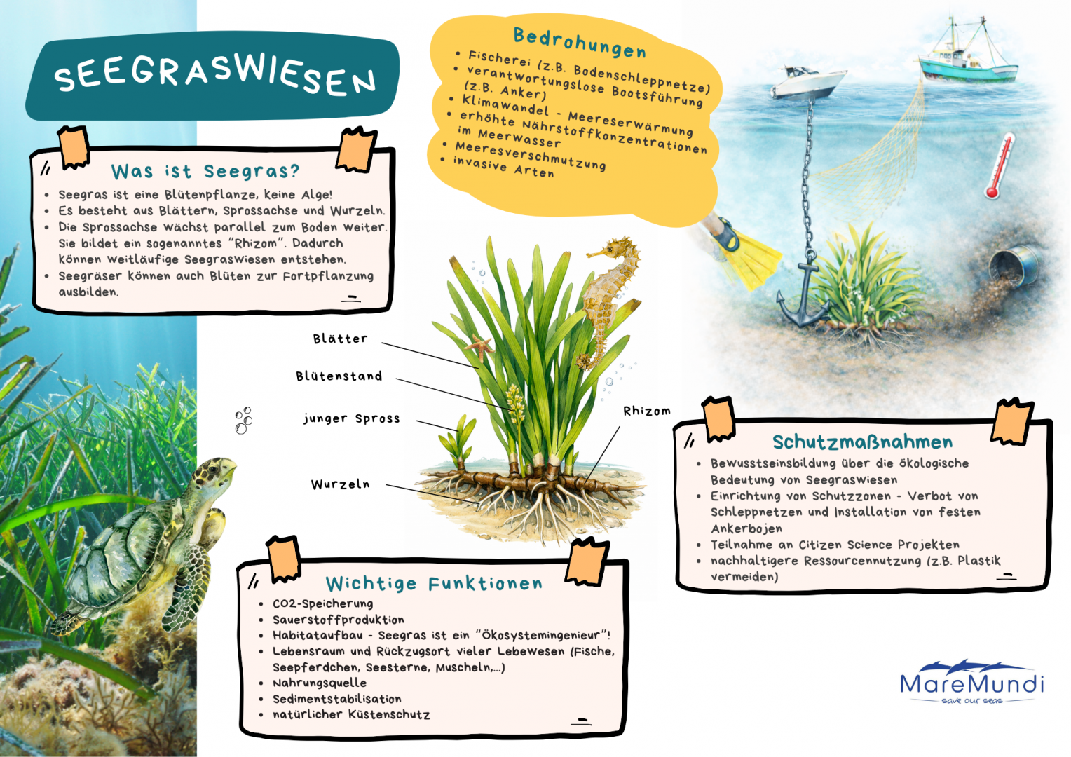 Alles über Seegras, Foto: Zoe Kornfeld