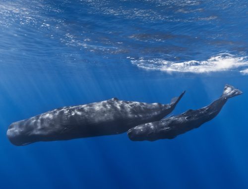 Klicks, Codas und Kultur: Die soziale Intelligenz der Pottwale