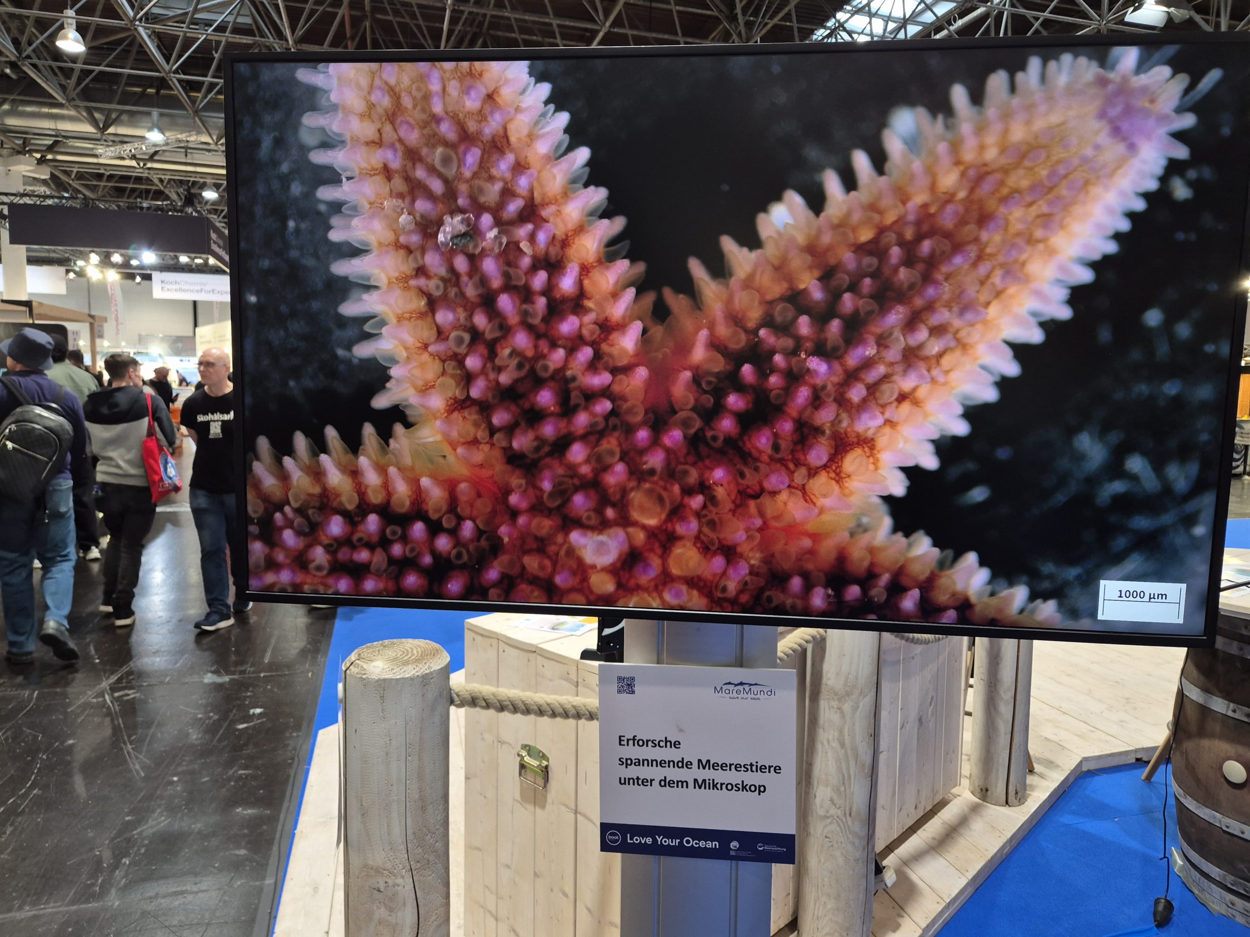 boot 2026, Fotoreihe Seestern