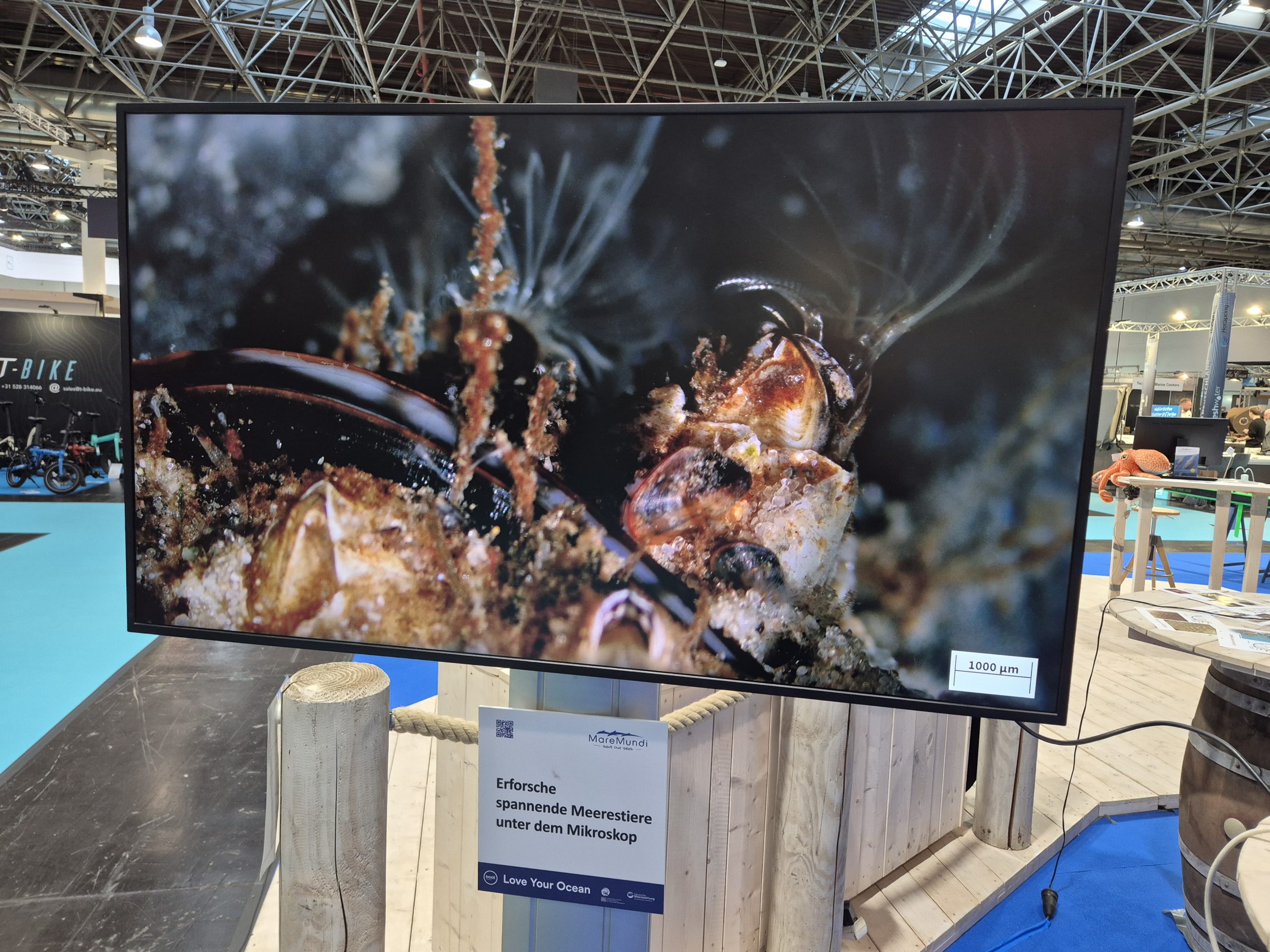 boot 2026, Fotoreihe Miesmuschel Seepocke