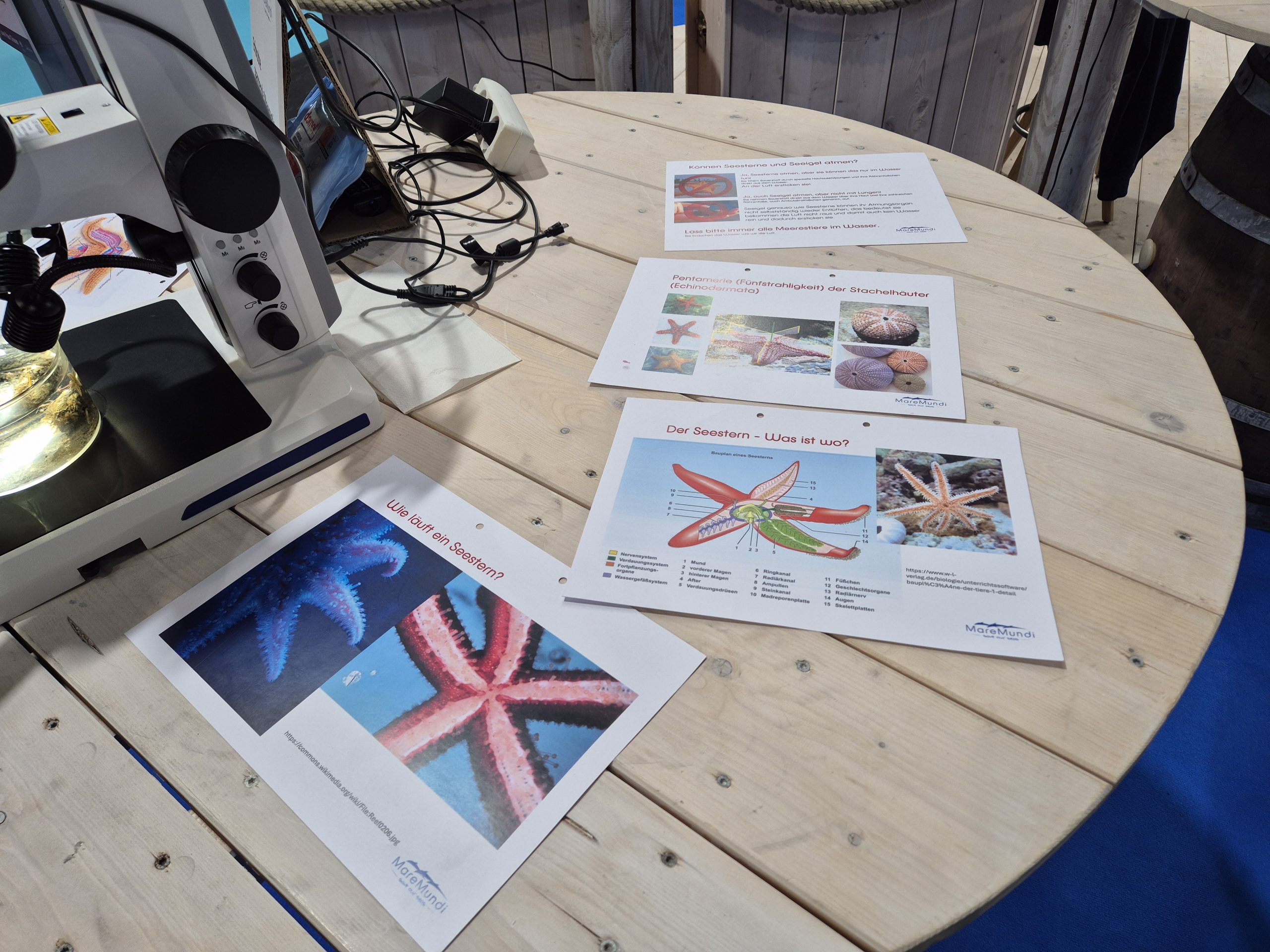 boot 2026, Fotoreihe Seestern