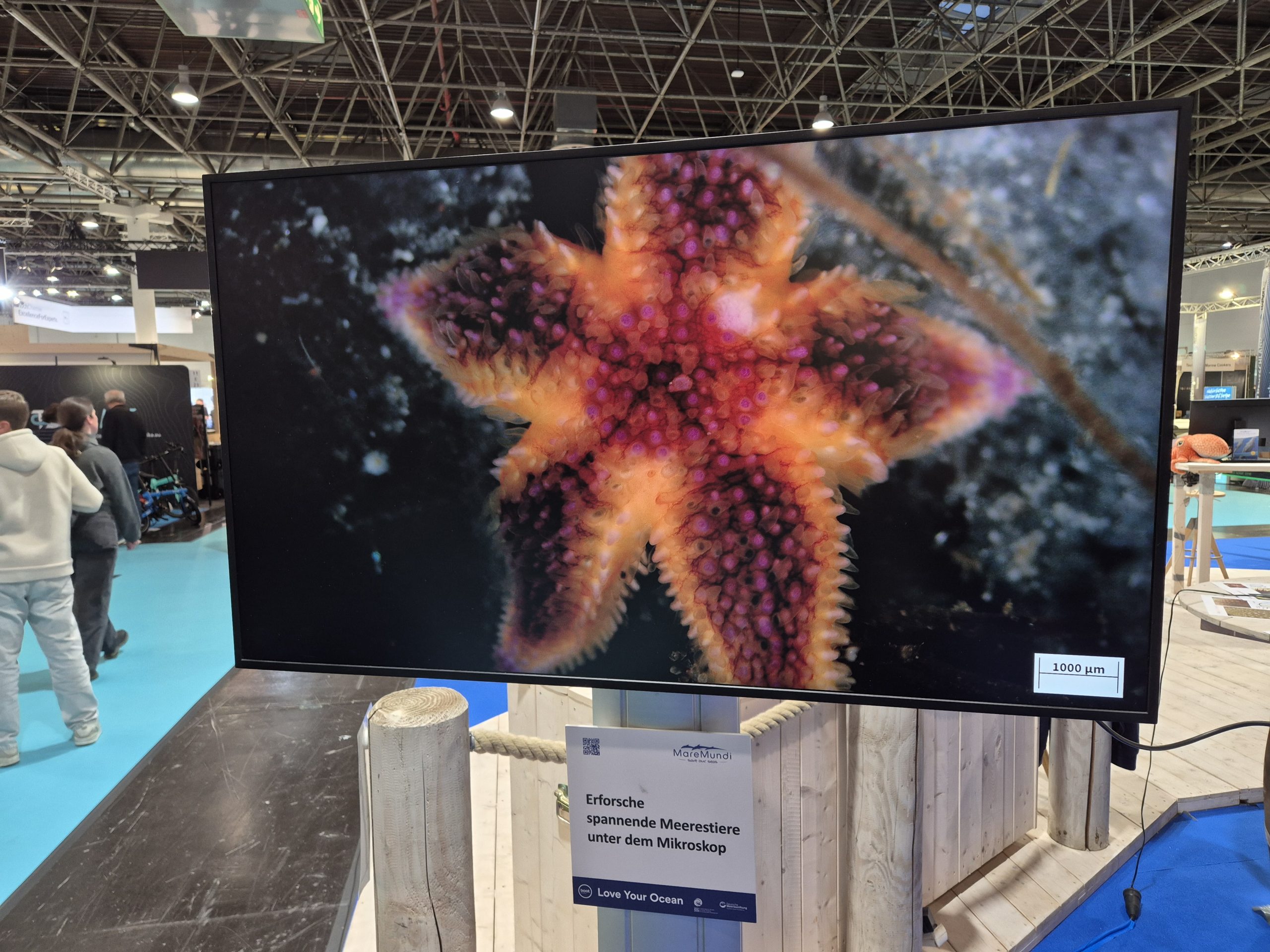 boot 2026, Fotoreihe Seestern