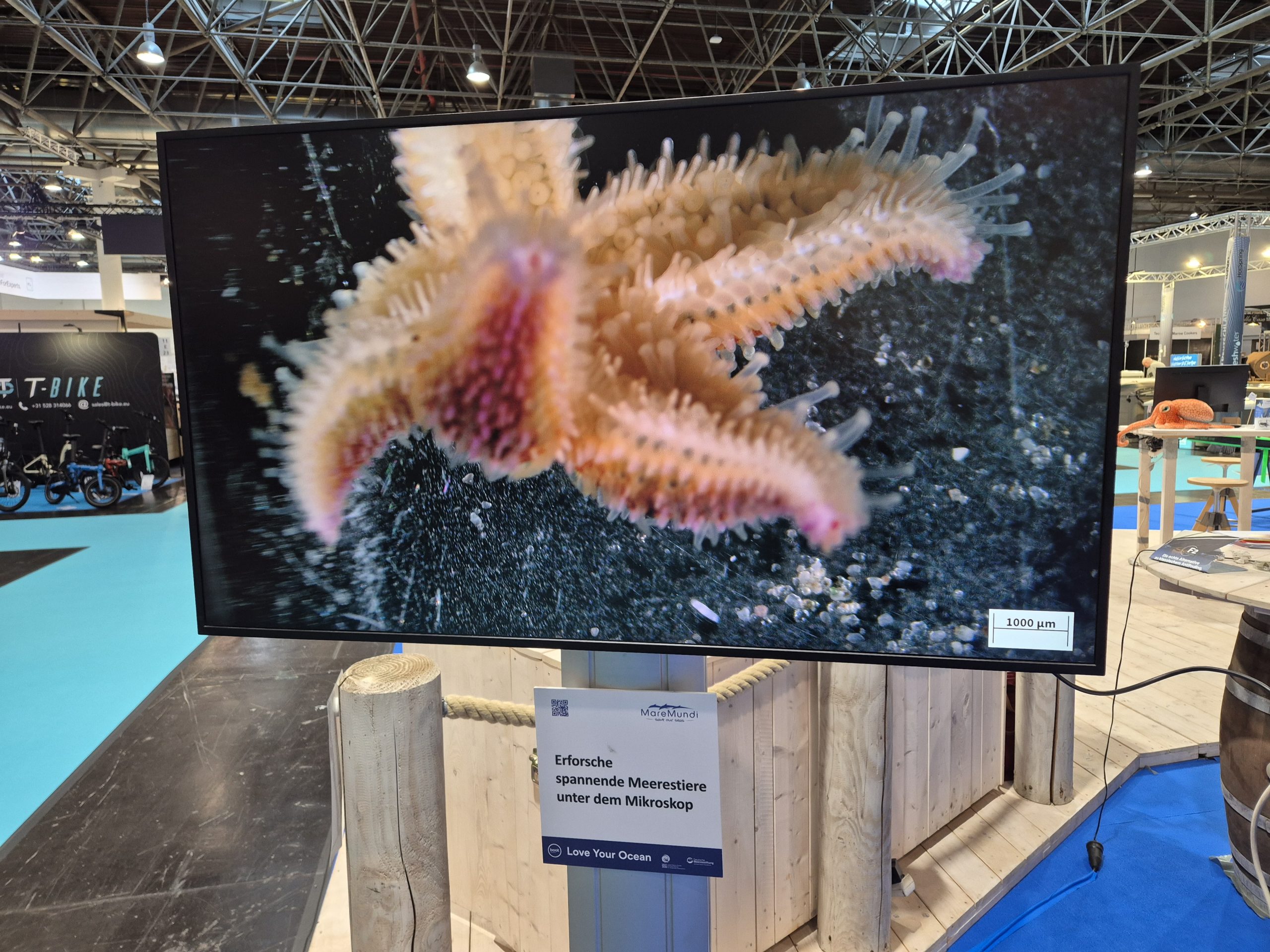 boot 2026, Fotoreihe Seestern