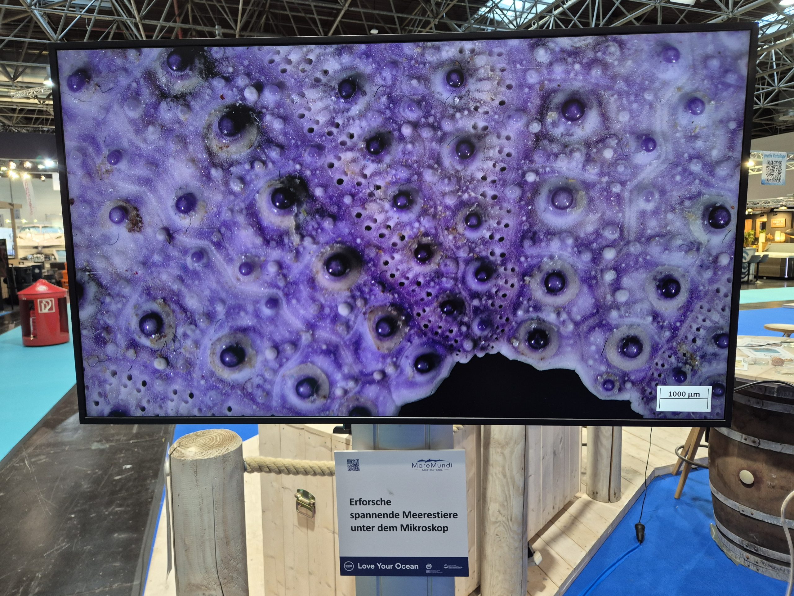 boot 2026, Fotoreihe Exponate