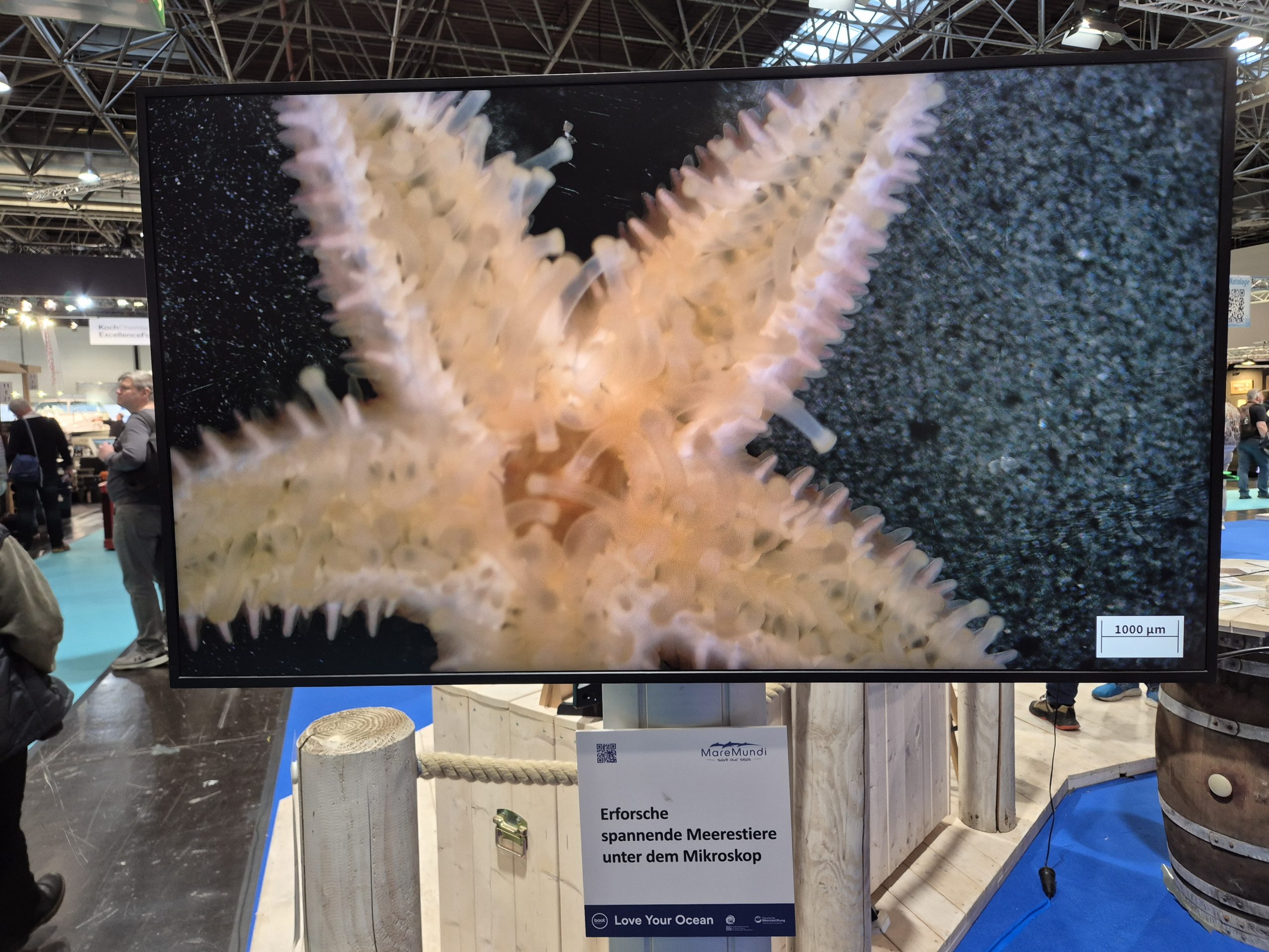 boot 2026, Fotoreihe Seestern