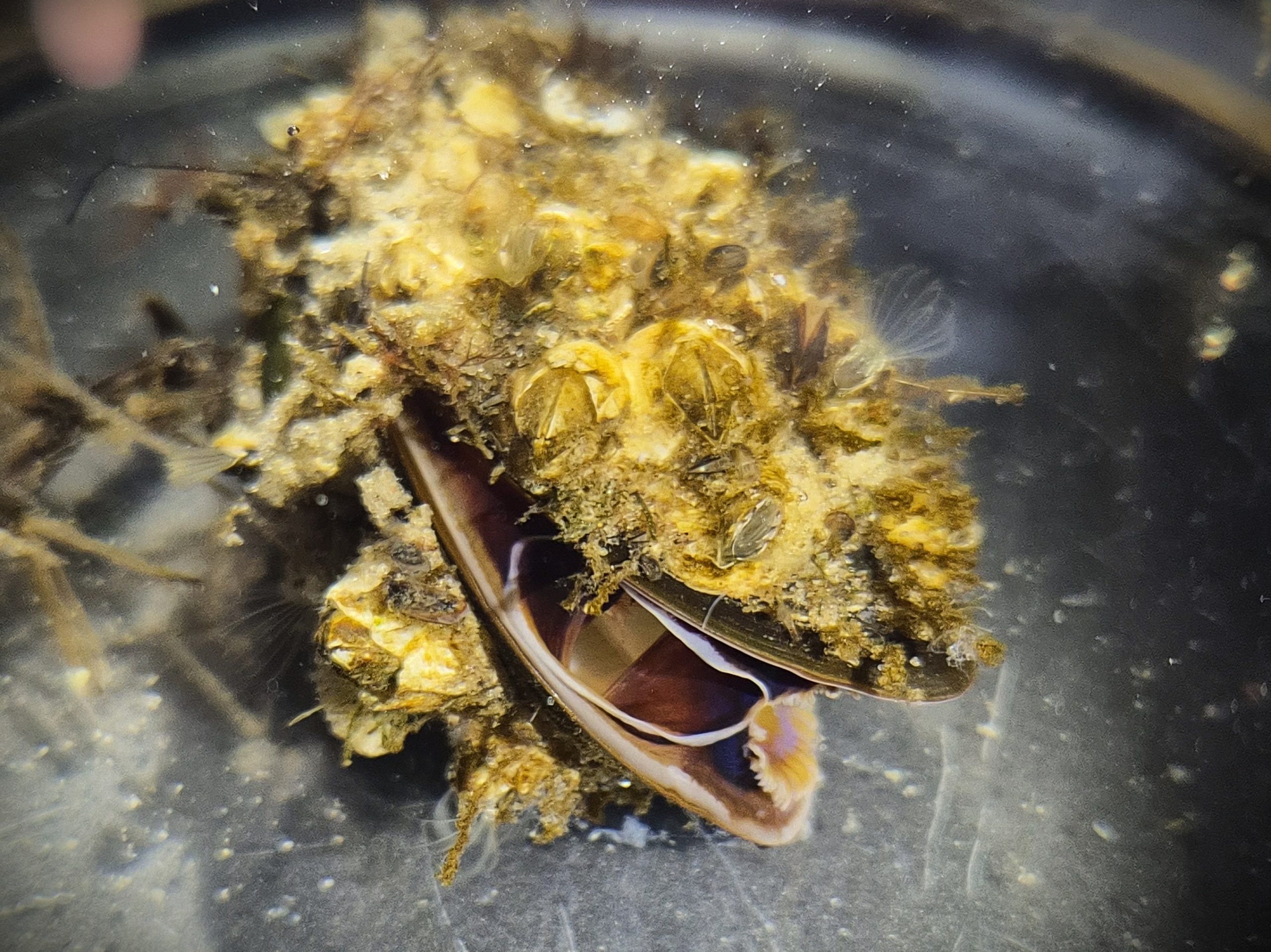 boot 2026, Fotoreihe Miesmuschel Seepocke