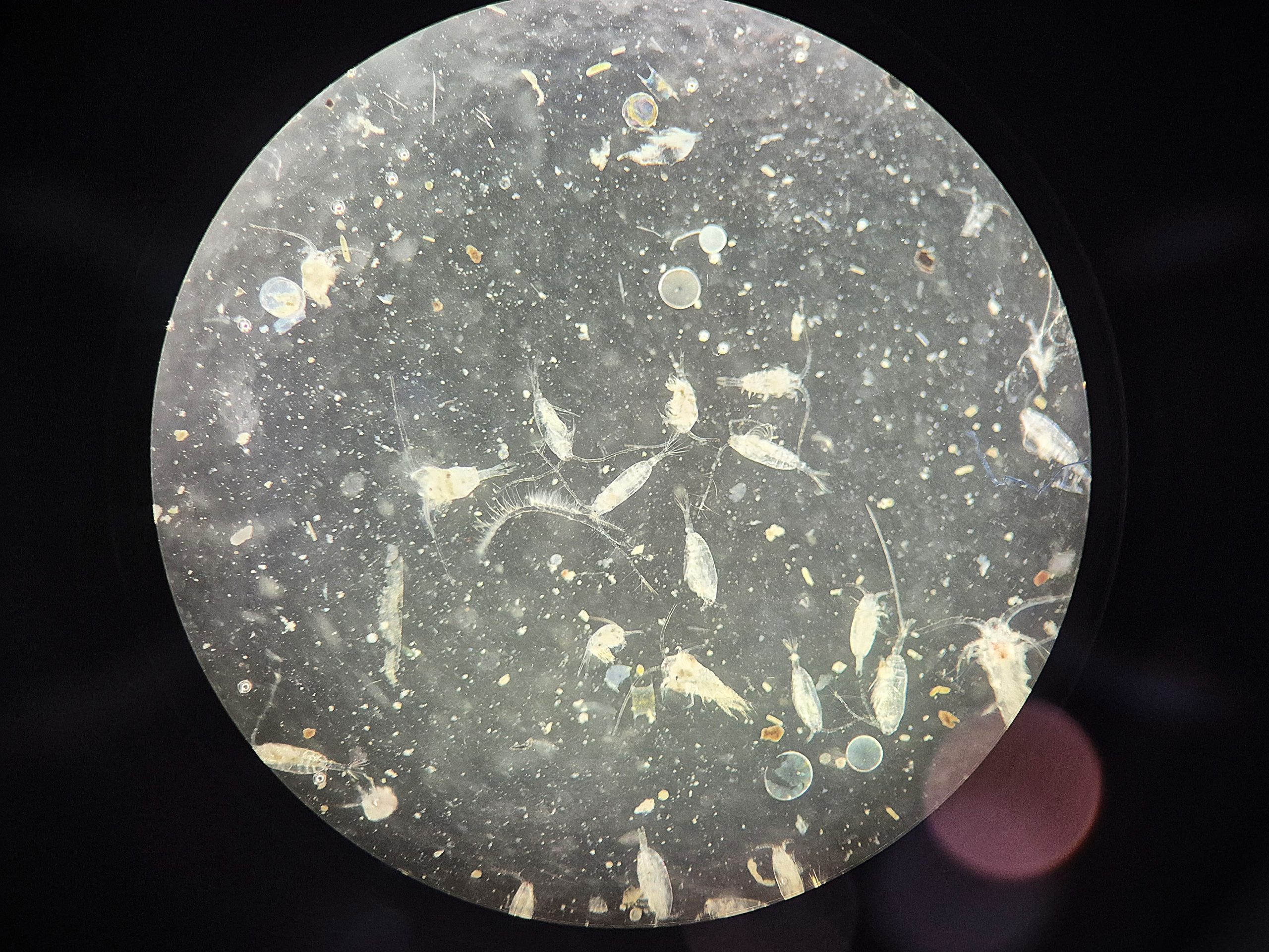 boot 2026, Fotoreihe Plankton Seegras