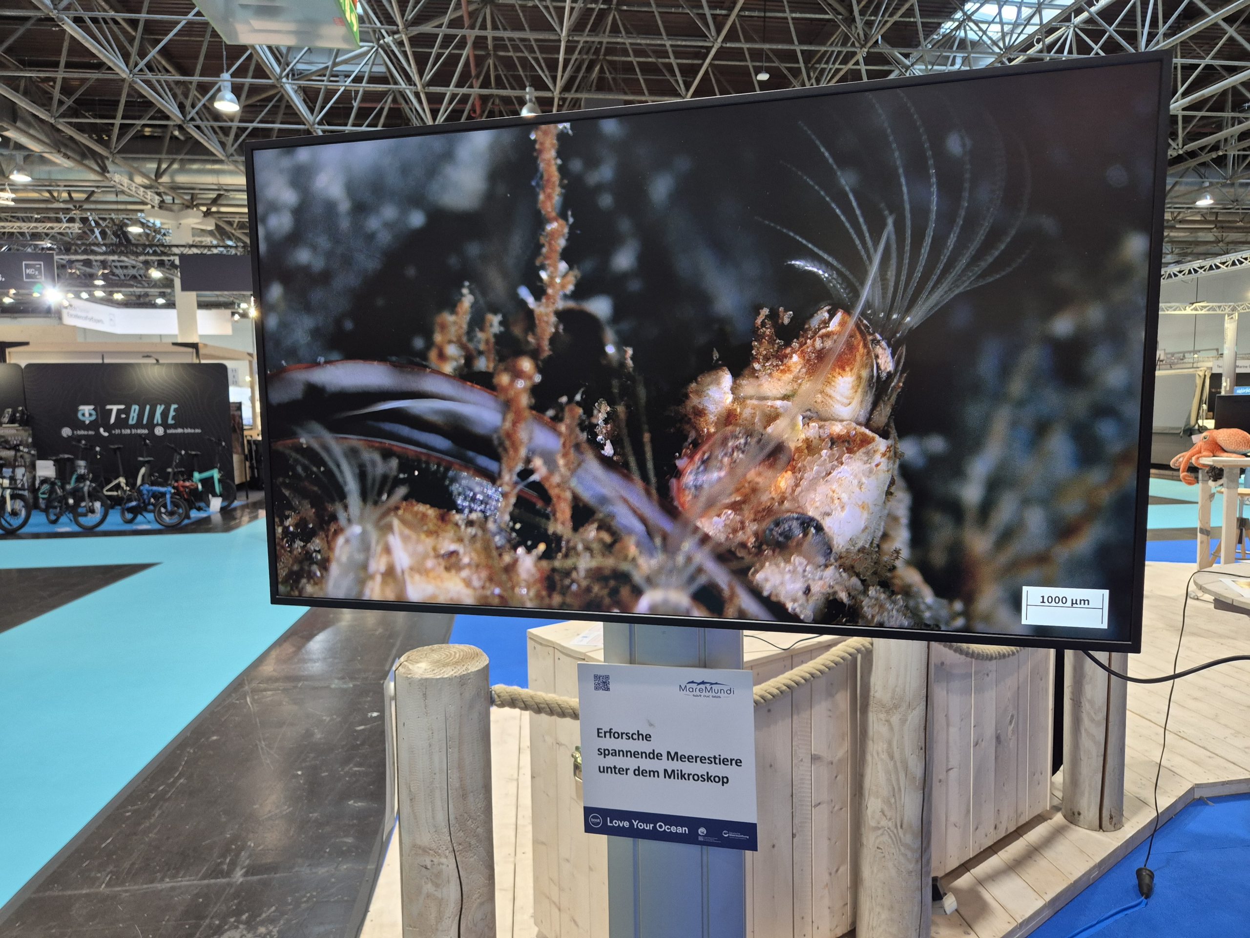 boot 2026, Fotoreihe Miesmuschel Seepocke