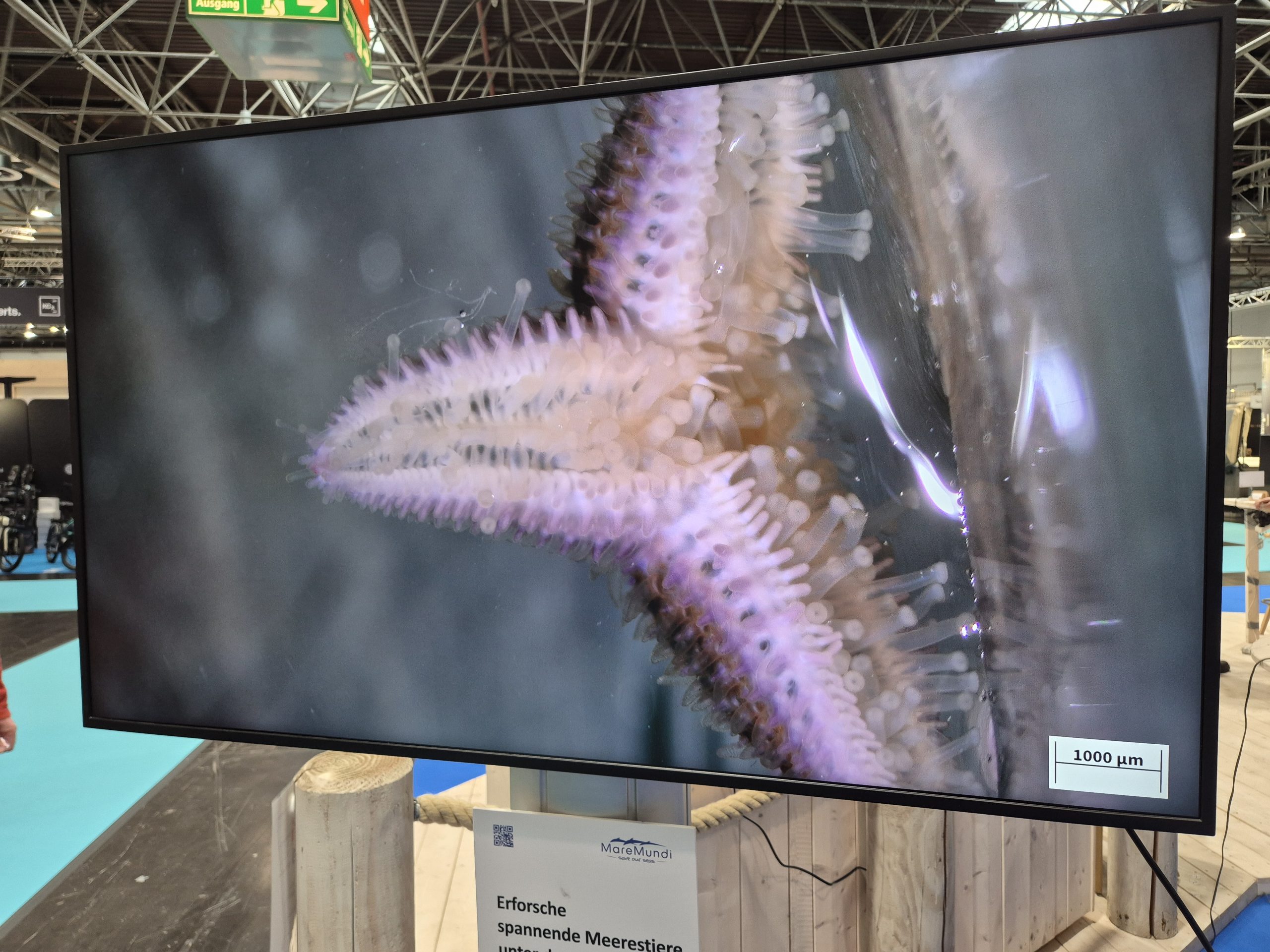 boot 2026, Fotoreihe Seestern