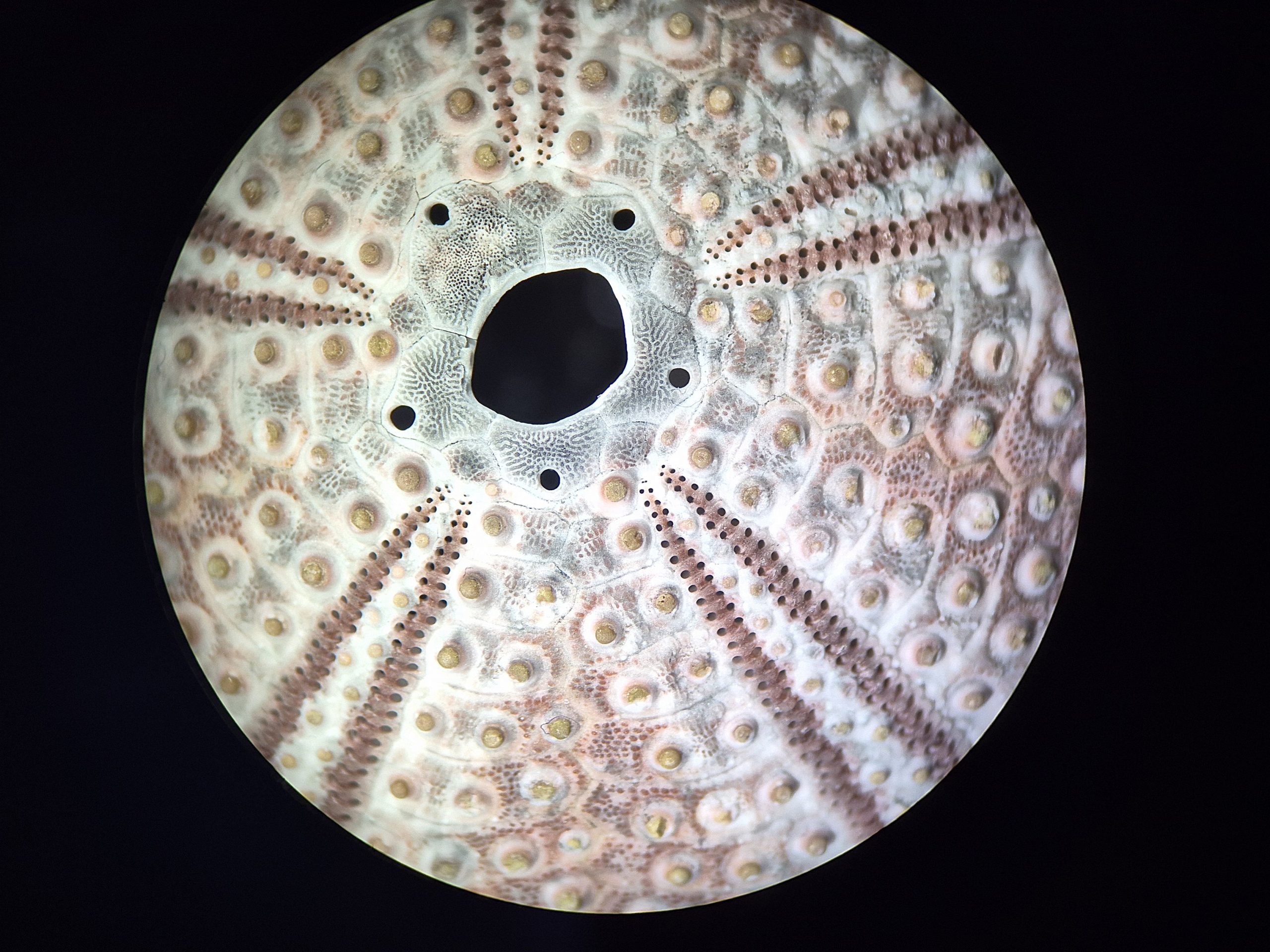 boot 2026, Fotoreihe Exponate