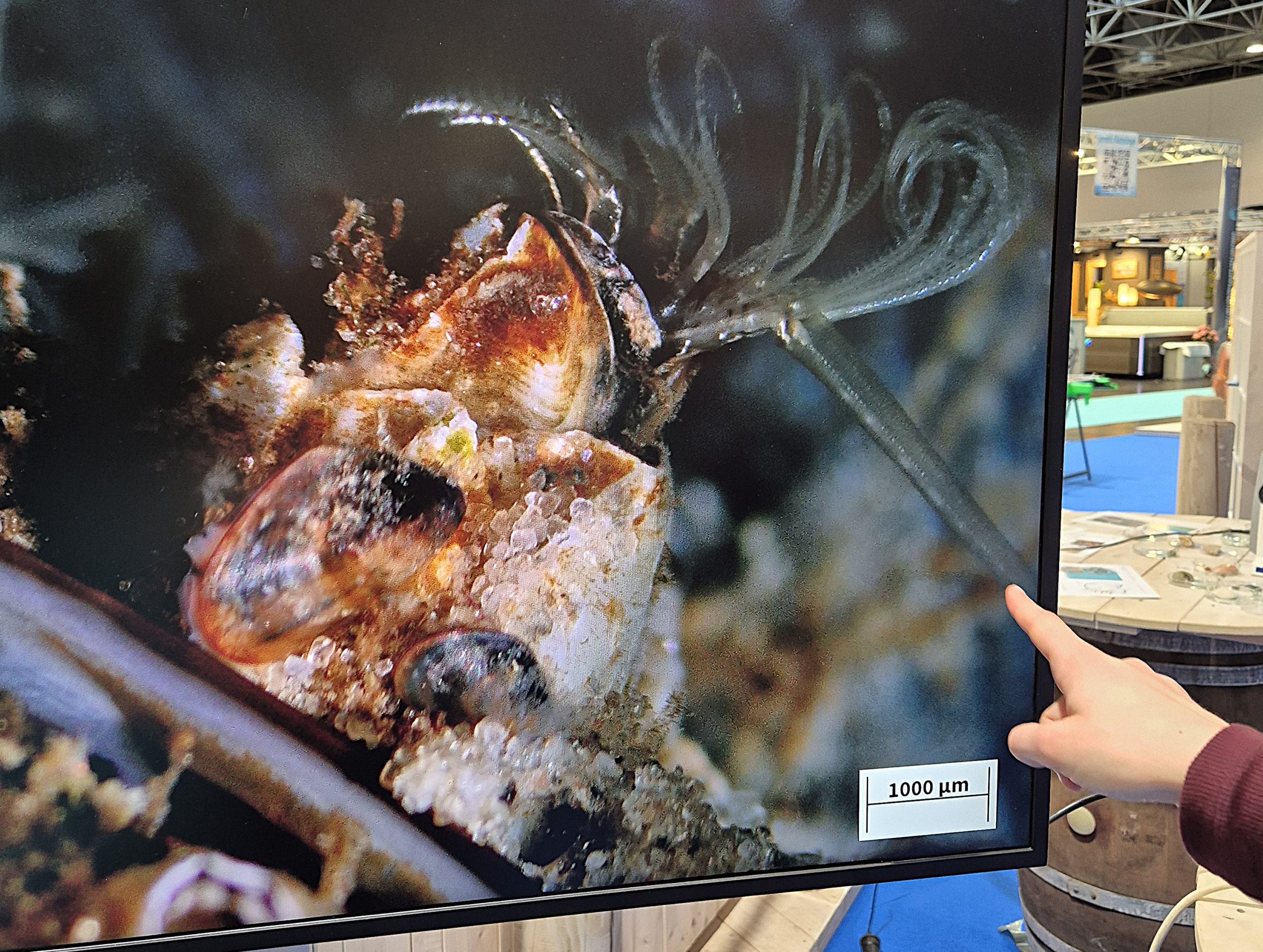 boot 2026, Fotoreihe Miesmuschel Seepocke