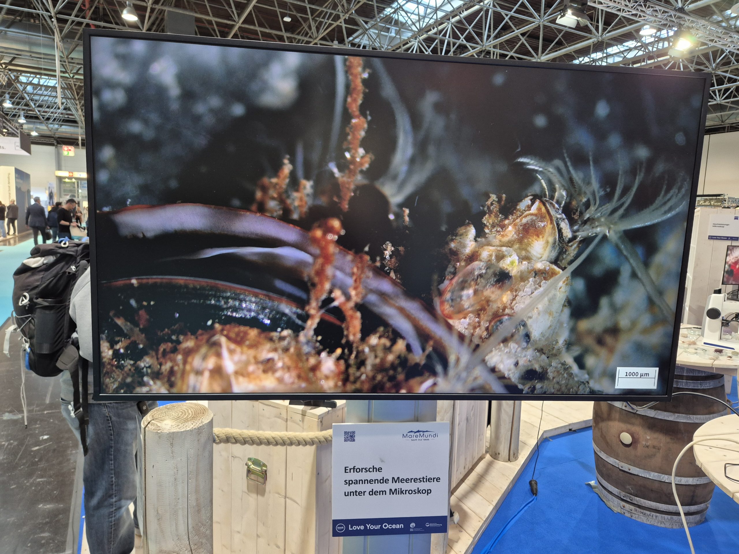 boot 2026, Fotoreihe Miesmuschel Seepocke