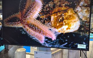 boot 2026, Seestern und Seepocke unter dem Mikroskop, Foto: Ingrid Meemken