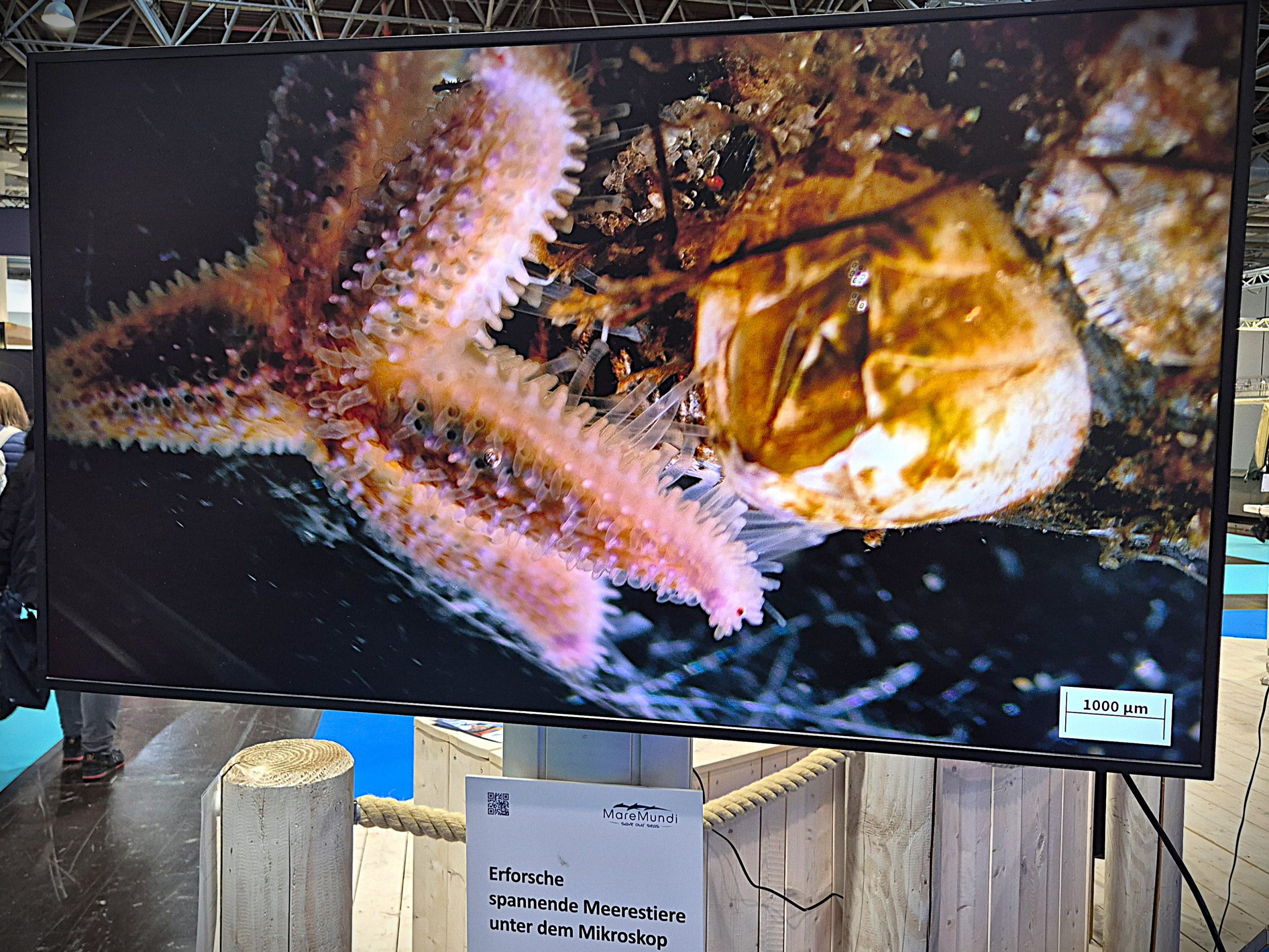 boot 2026, Seestern und Seepocke unter dem Mikroskop, Foto: Ingrid Meemken