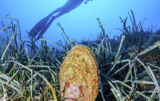 Große Steckmuschel, Herbert Frei