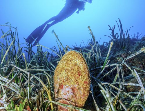 Die Steckmuschel – ein Mittelmeerbewohner unter Druck