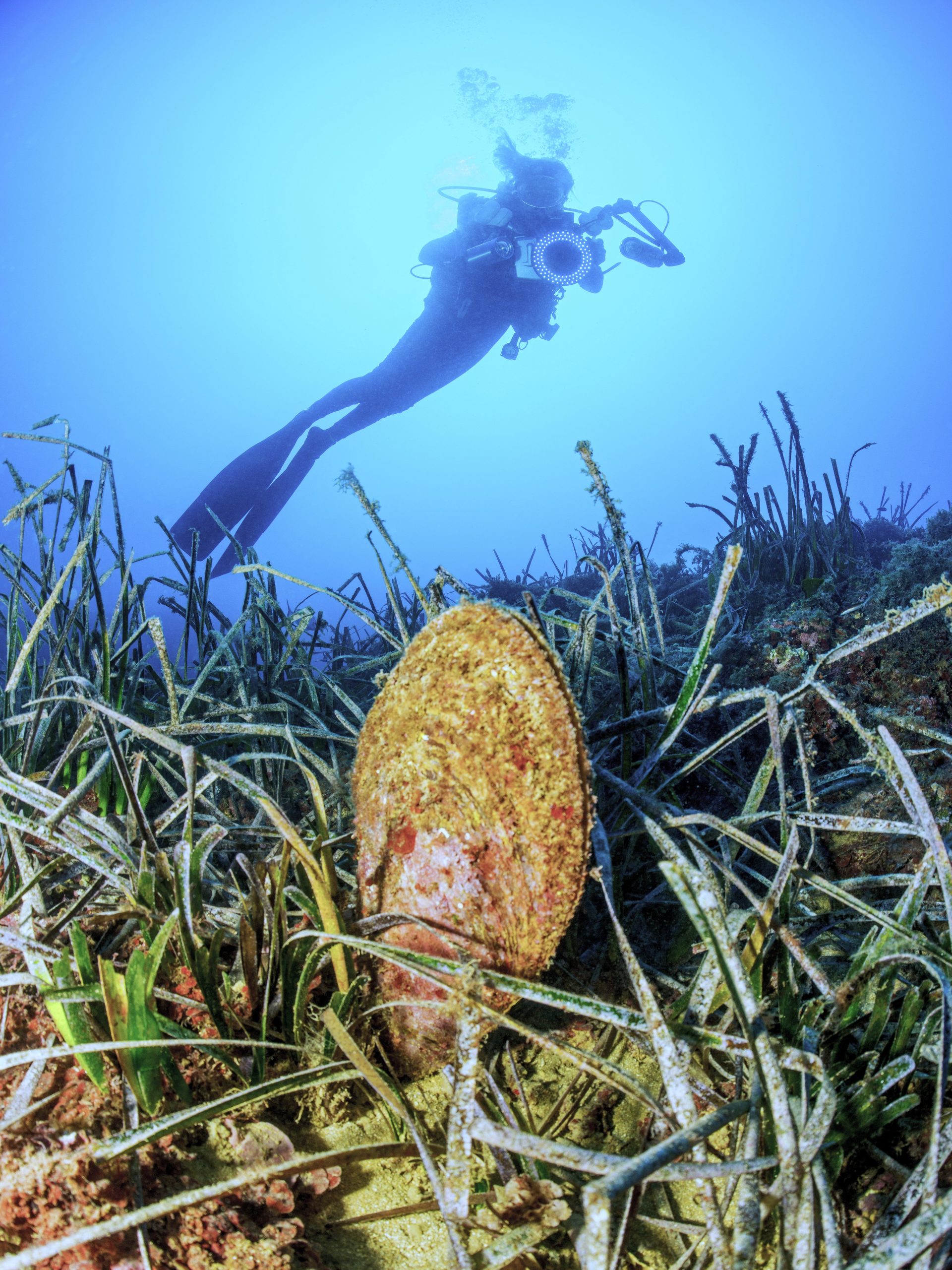 Taucherin, Steckmuschel, Seegras, Denia, Costa Blanca, Spanien, Mittelmeer Große Steckmuschel, Herbert Frei