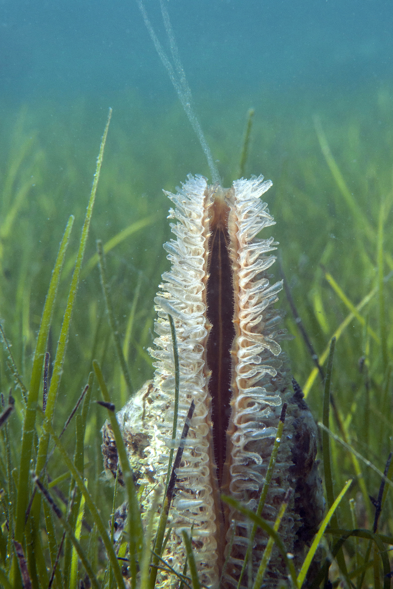 Pinna_nobilis_DSC_0186