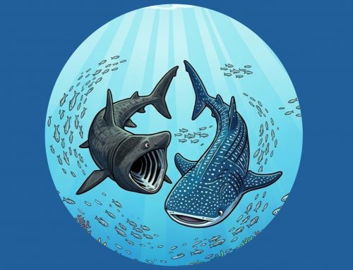 Walhai oder Riesenhai in der Adria?