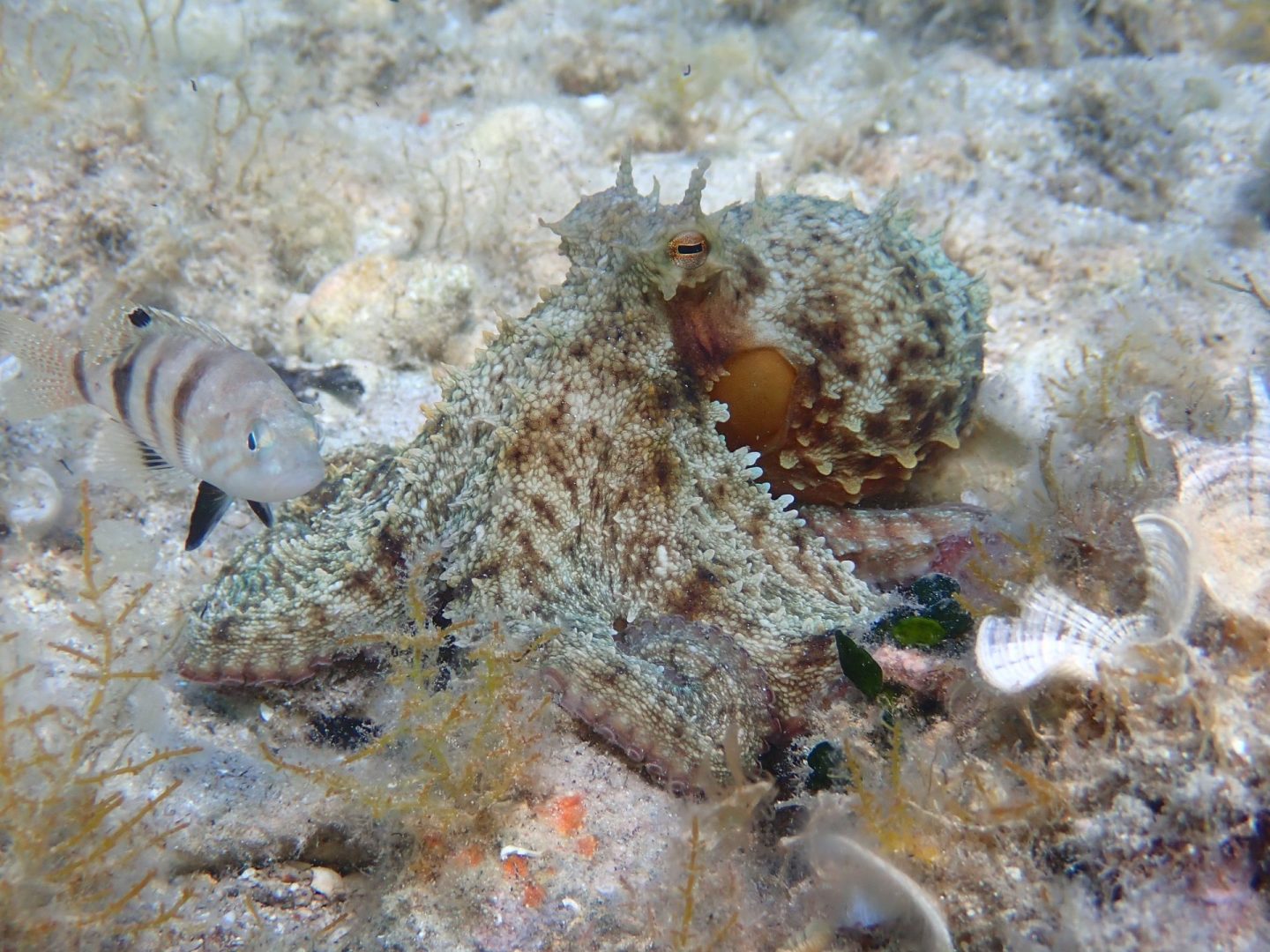 Frühlingssaison 2026 auf Krk, Oktopus vulgaris mit Serranus hepatus / Foto: Marla Dohrn Oktopus vulgaris mit Serranus hepatus / Foto: Marla Dohrn
