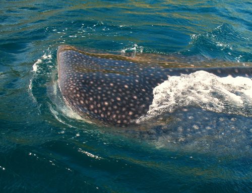 Walhai im Mittelmeer?