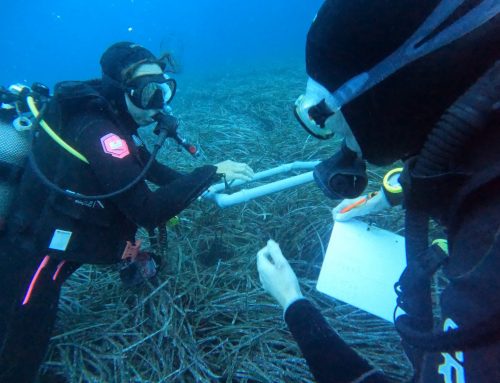 Einladung – MareMundi Citizen Science Days 2026