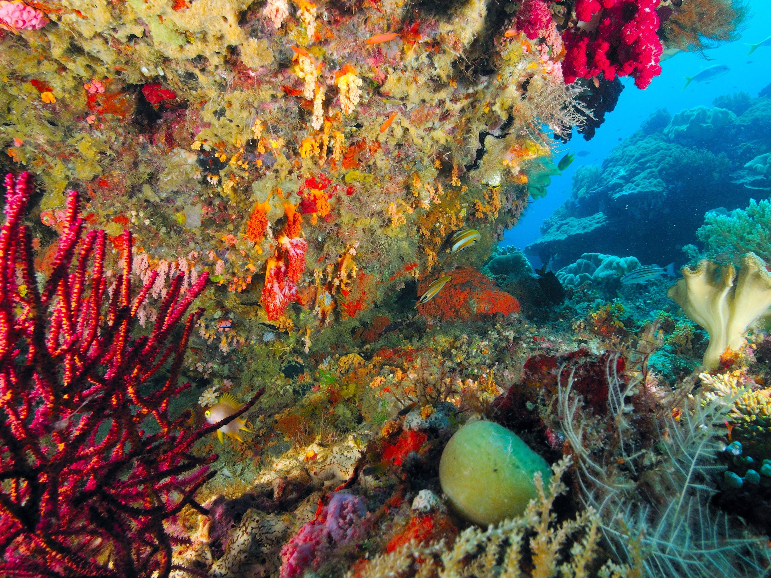 Biopolymere_MareMundi_Hofrichter Ozeanjpg
