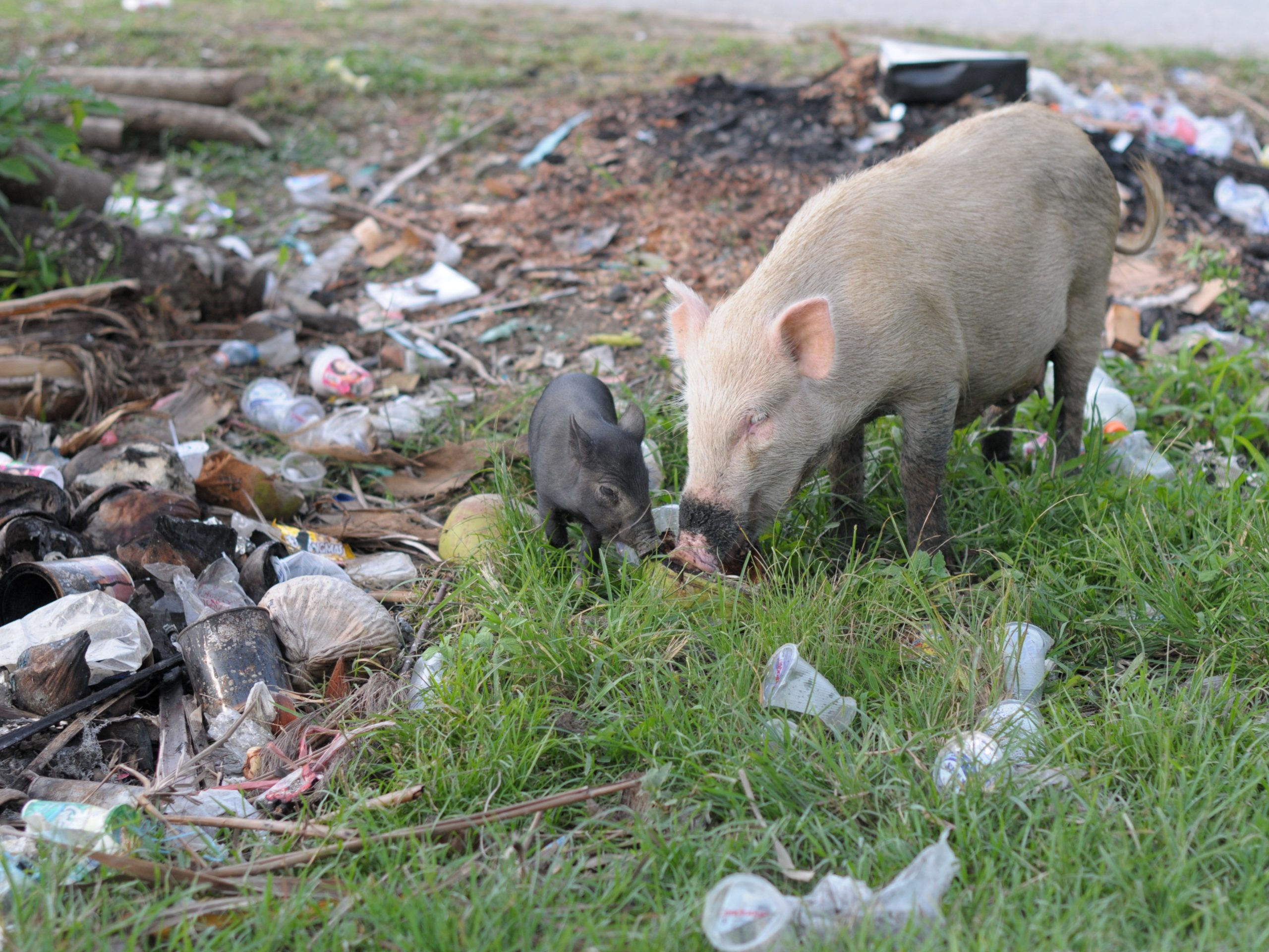 Biopolymere_MareMundi_Hofrichter Papua Schwein