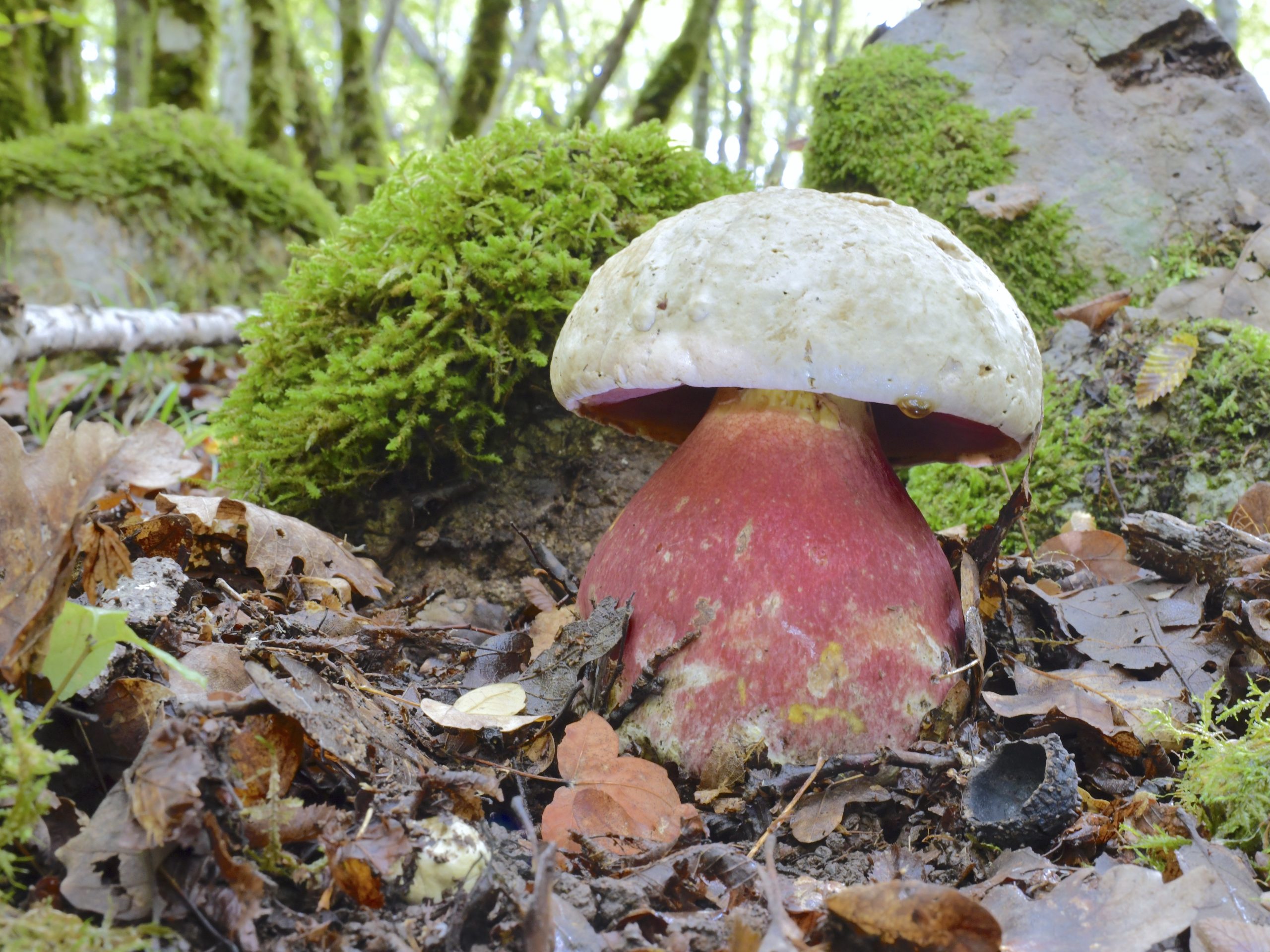 Biopolymere_MareMundi_Hofrichter Pilze