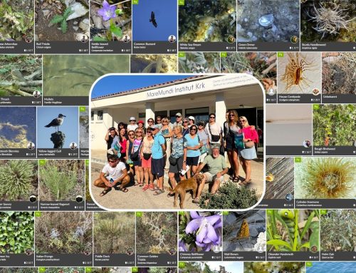 MareMundi BioBlitz 2026: 381 Arten, 915 Beobachtungen